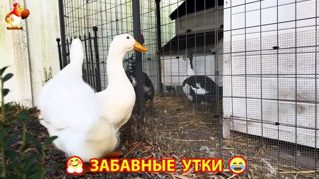 Забавные утки мускусные и пекинские на свободном выгуле со своими друзьями ч.(385) ❣️🤗😂