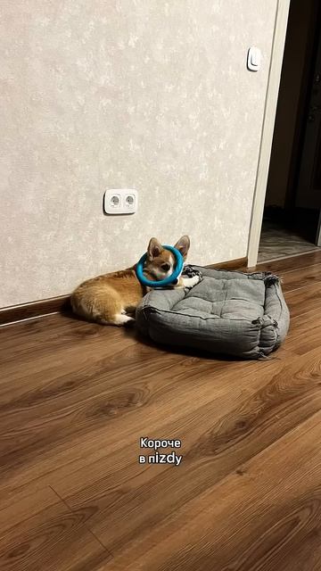 В блоге про жизнь с Моржом