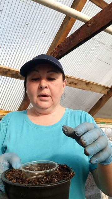 пересаживаю рассаду комнатных помидоров в литровые горшки.mp4