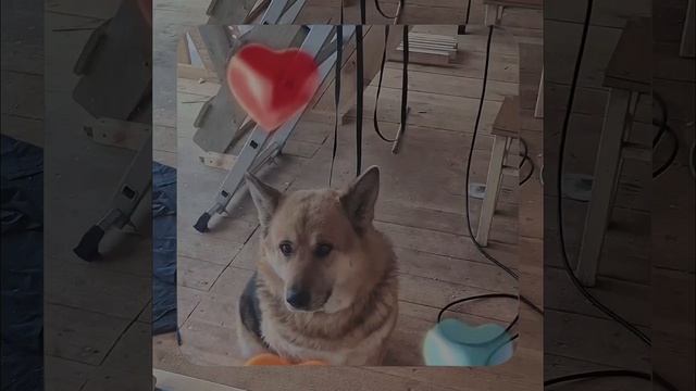 1000056288.mp4 (Собака наблюдает за устройством лестницы на 2-ой этаж в доме А-фрейм)