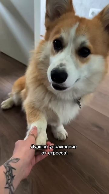 Без коржика день не день — подпишись! #корги #corgi #смешныеживотные #tiktok #shorts #шортс