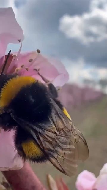 пора весна пришла