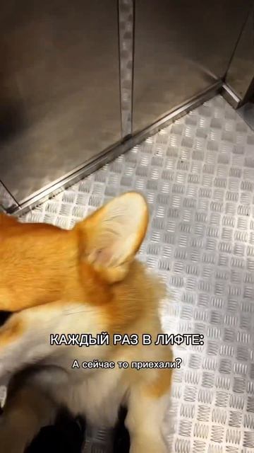 Следи за коржиком и будь в коржи‑настроении #корги #озвучка #corgi #шортс #милота #shorts