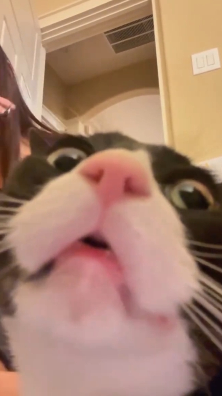 Забавный коты, часть 2