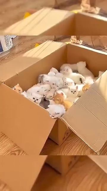 Полная коробка котят