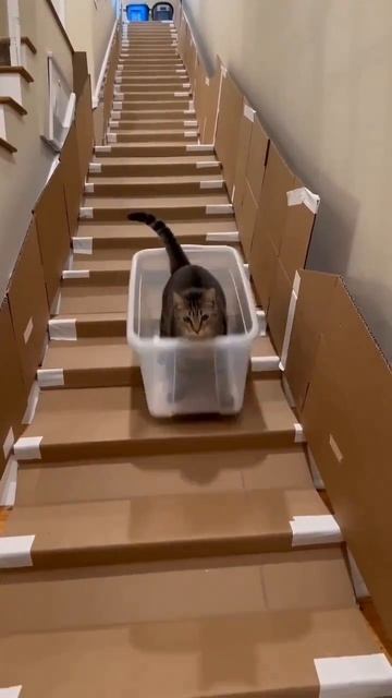 Самые счастливые коты