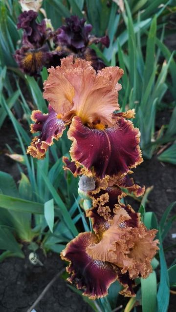 ОРЛОВСКИЙ РЫСАК (О. Рябых, 2022)