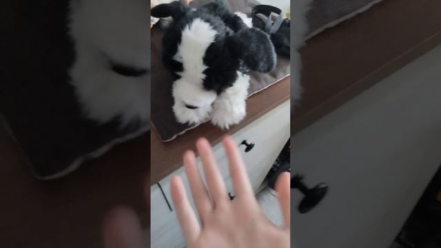 утро с Фокси ♡
оставила Фокси всего на 20 мин!!?! 
что произошло?!!!