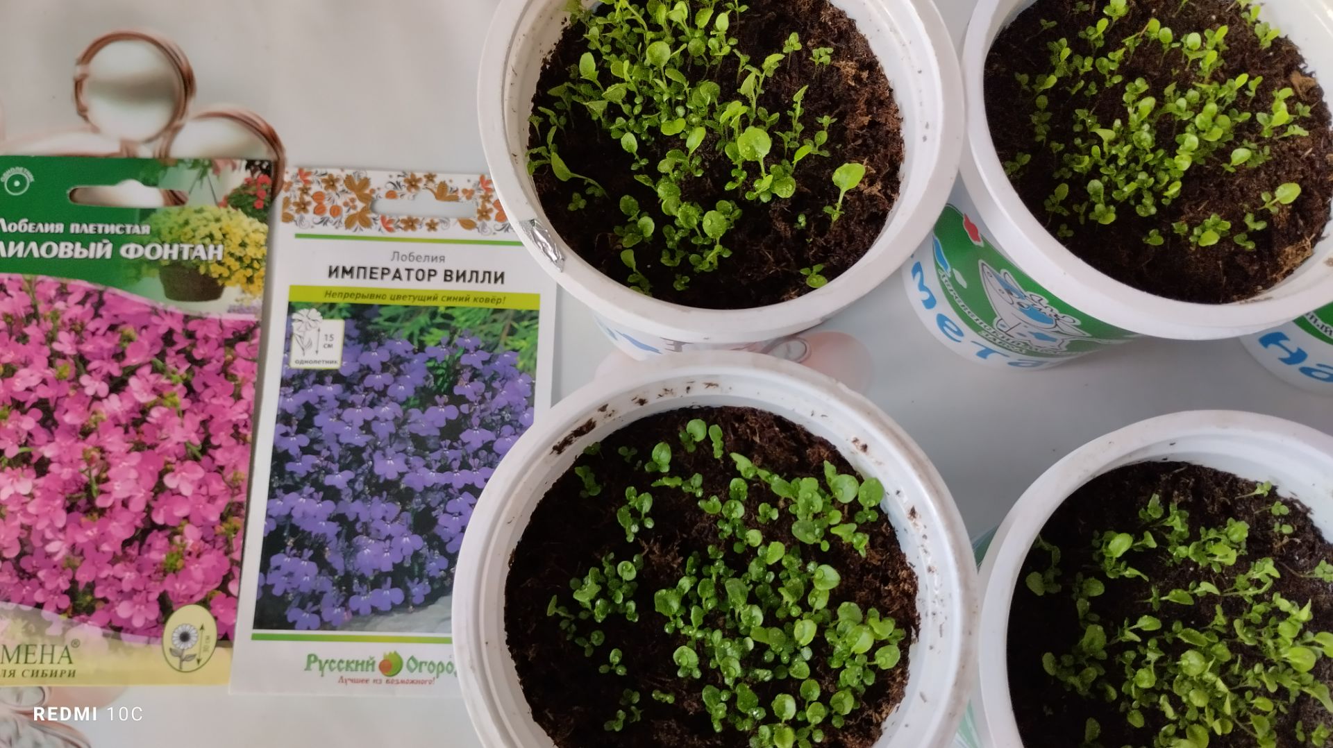 Как растёт рассада лобелии