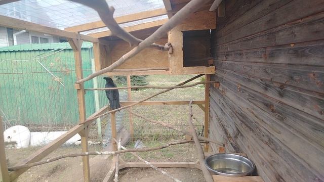 Ворон Гриша 17 апреля, с праздником