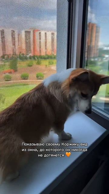 Не забывай лайкнуть — коржик старается! #корги #corgi #повседневность #dogsoftiktok #shorts