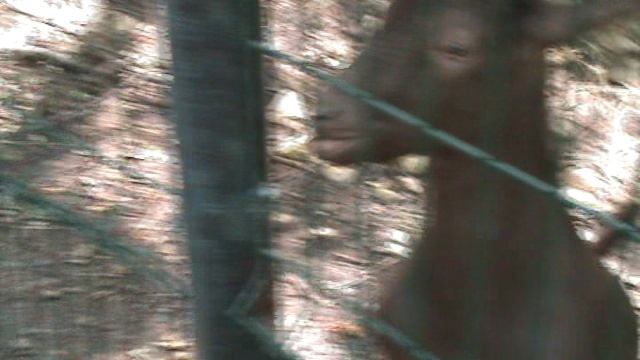 16)Б ПАРК ПОБЕДЫ ЗООПАРК