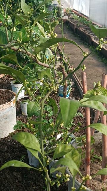 Цветение Мандарина