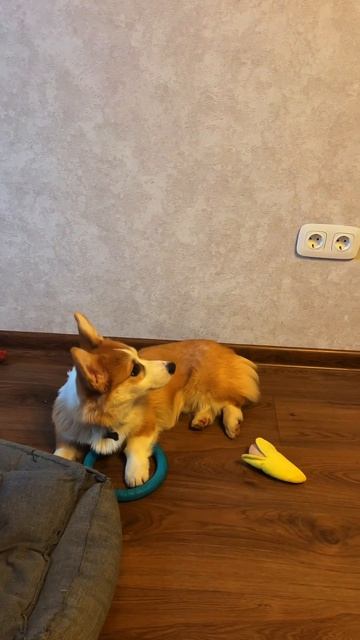 Чилловый корж по имени Морж. Переходи и смотри