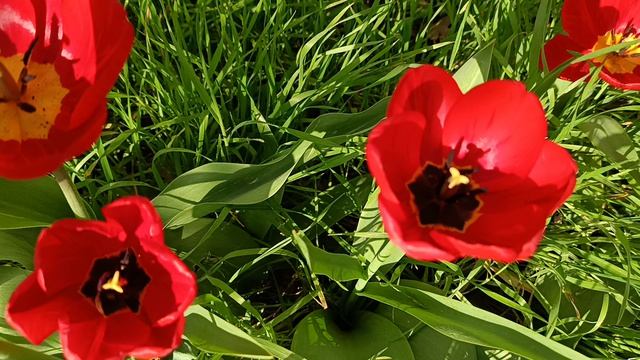 Тюльпаны 🌷🌷🌷 17 04 2026 г