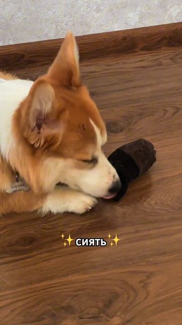 Научился у Батона воровать носки из стиралки