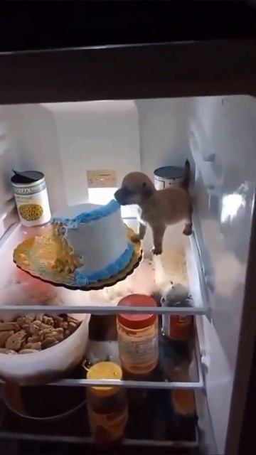 мини бро #рекомендации #Rutube #yappy #rek