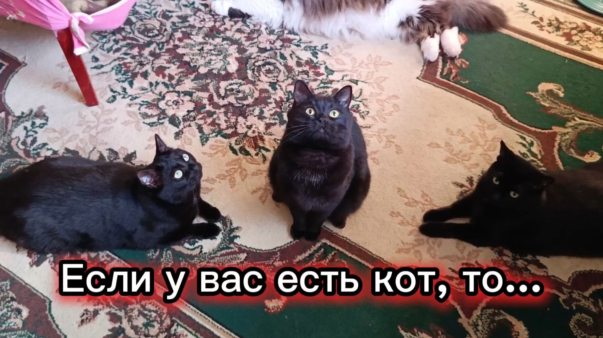 СВЯЗЬ С ВЫСШИМИ СИЛАМИ ЧЕРЕЗ КОШКУ