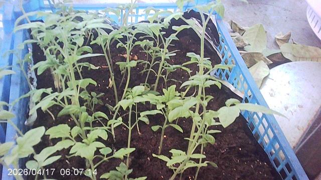 Обзор другой нашей рассады томатов