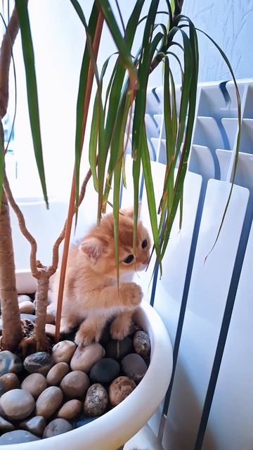 Котята и пальма 2 #cat #видосыоткота #веселыекоты