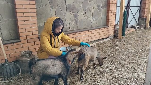Как узнать беременна ли коза ? Минутка ласки.