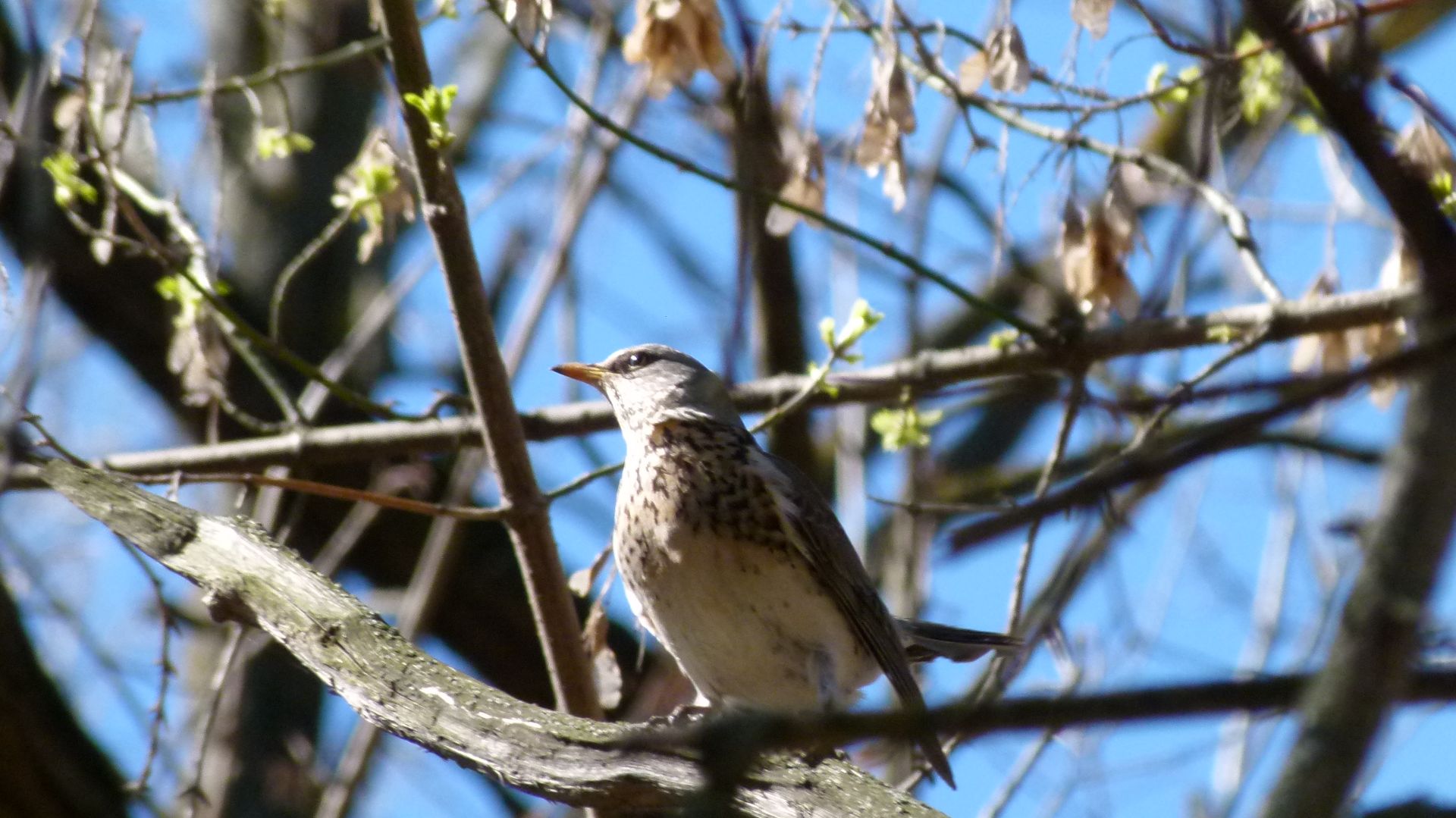 Весенние птицы в парке 