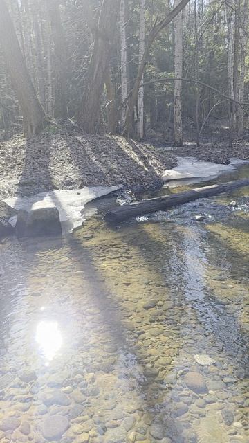 Лесной ручей. Карелия