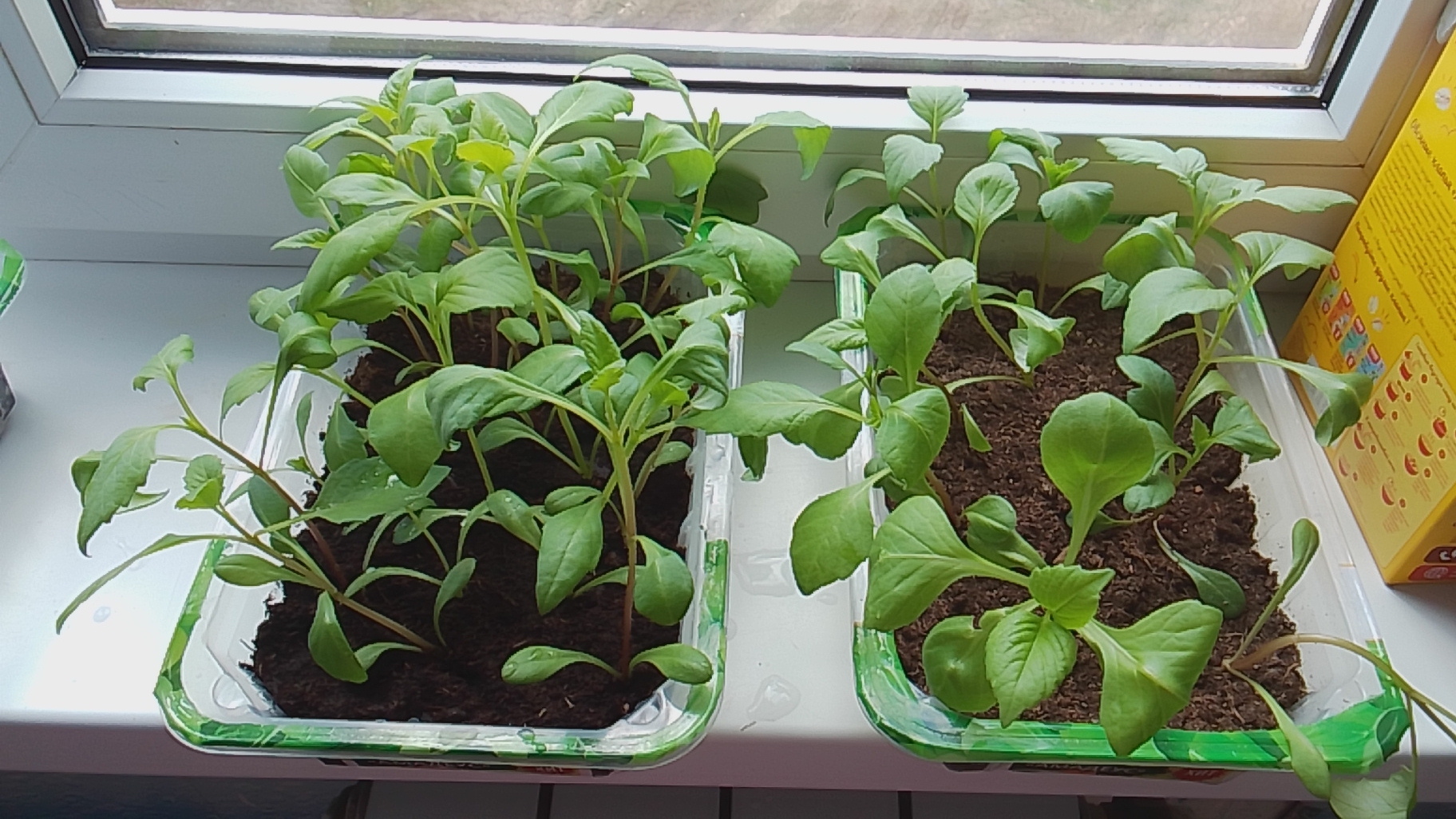 Будни Нашей Семьи/Мои 
Растишки