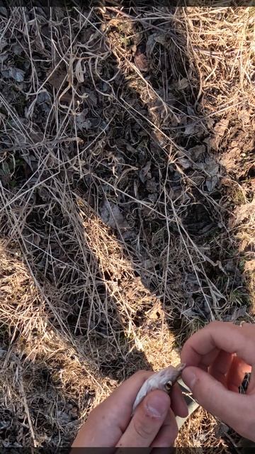 Елец на мормышинг! Рыбалка на ручье! Видос скоро будет на канале! Весенняя ловля мормышингом!