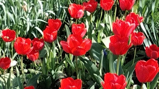 Тюльпаны,тюльпаны,тюльпаны.