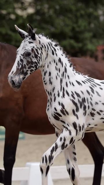 VID_20260417_132652_841.mp4