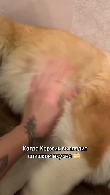 Вкусный Корж каждый день  Подписывайся!