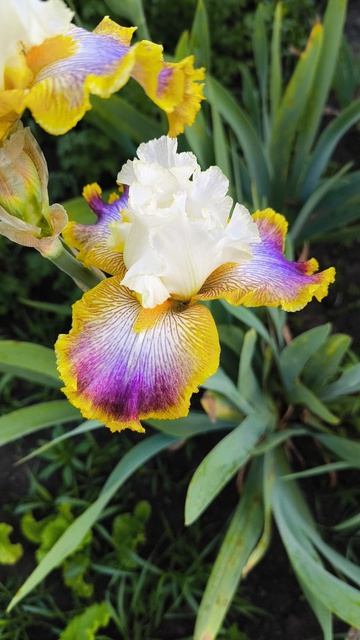 ПЭТЧВОРК ПАЗЛ / PATCHWORK PUZZLE (T. Джонсон, 2011)