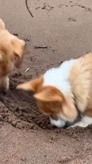 В блоге про жизнь с Моржом