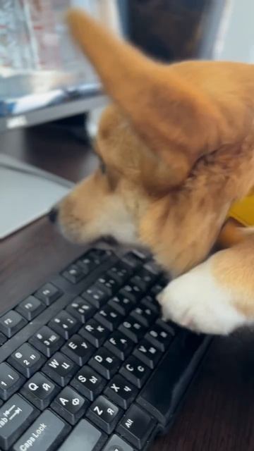 Менеджер Зевс