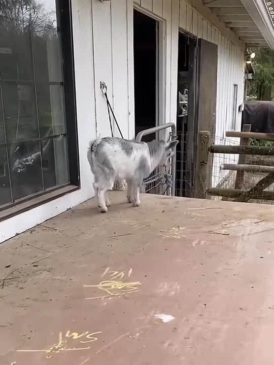 Одним Cловом - козёл