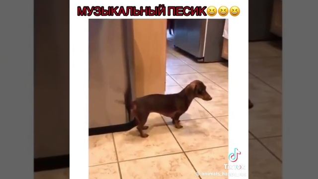 музыкальная такса