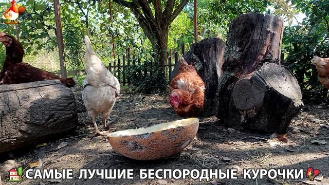 Забавные курочки несушки на сельском подворье 🤗😂😜 (136)