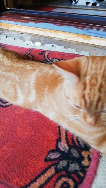 Взяли нового жильца