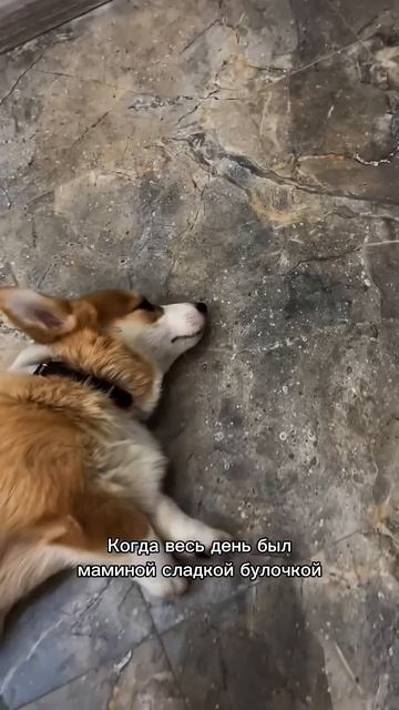 Присоединяйся к клубу корги-любителей! #корги #corgi #смешныеживотные #tiktok #shorts #шортс