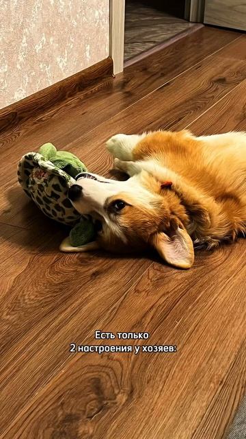 В блоге про жизнь с Моржом