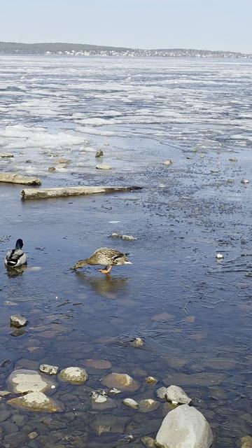 Уточки на Онежском озере. 15 апреля