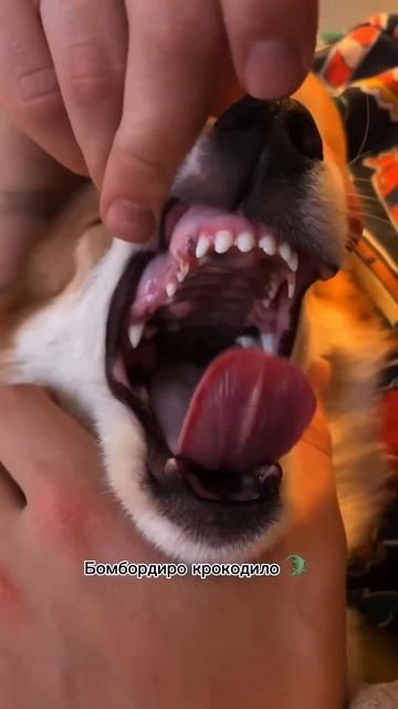 Ты ещё не с нами? Коржик обидится! #корги #corgi #повседневность #dogsoftiktok #shorts