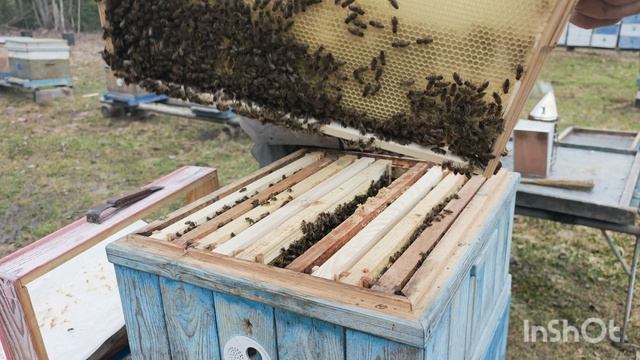 Вощина в апреле.