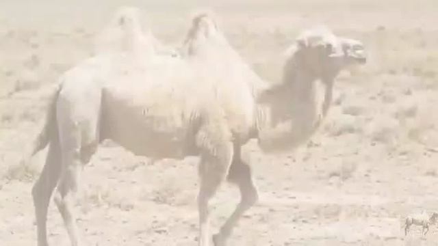 .... Пустыня Гоби - Что мы знаем о ней....