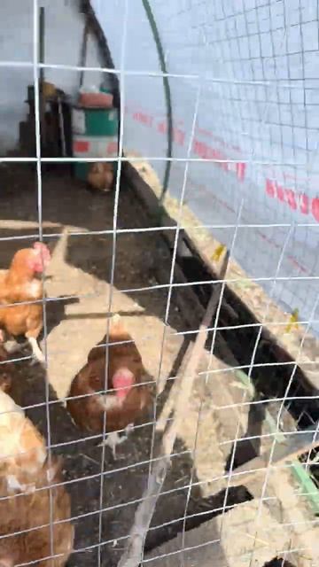 Моя дача Весной дела Переселили Курочек