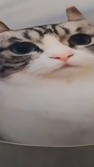 я Джо байден