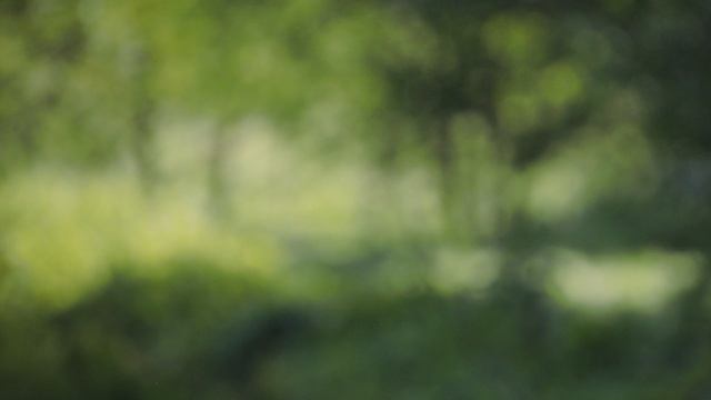 DSCN2817Лось на дороге.