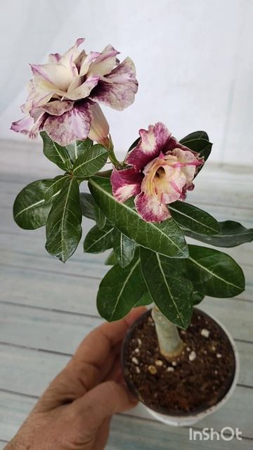 Адениум Bell2 цветет. #адениум #адениумцветет