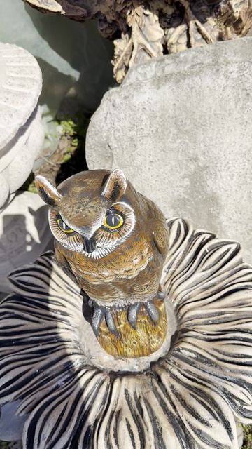 Сова на дереве